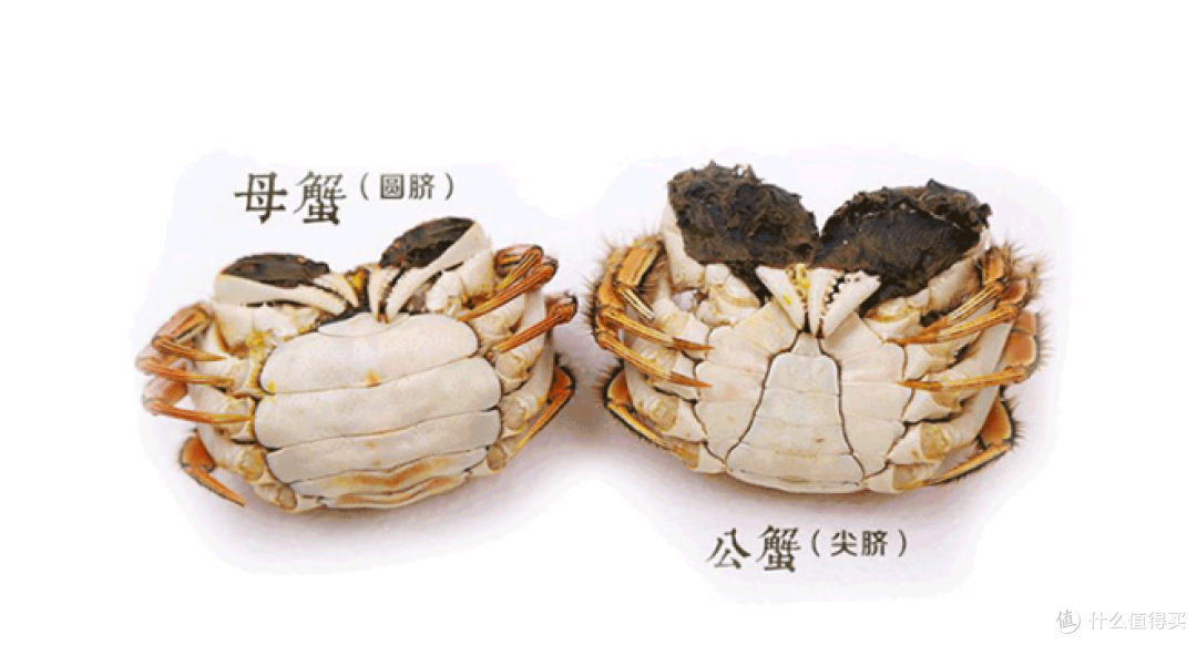 大闸蟹挑选攻略:如何选出最好的公蟹和母蟹?_海鲜水产_什么值得买
