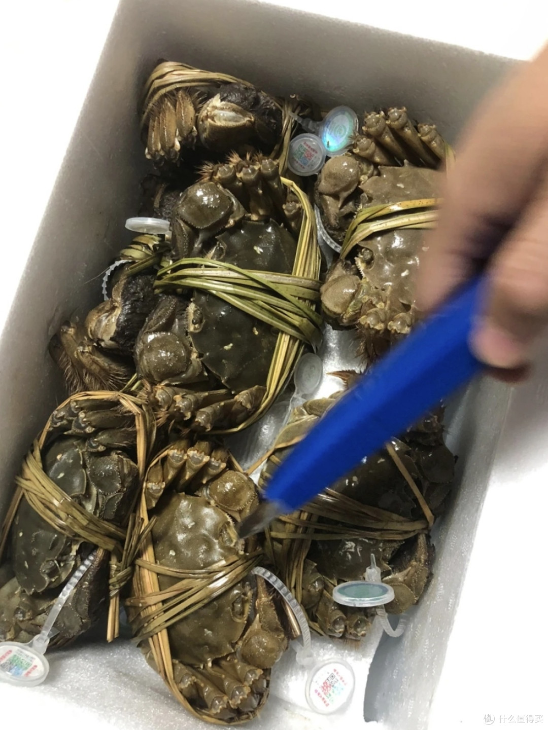 苏状元阳澄湖大闸蟹,真不错