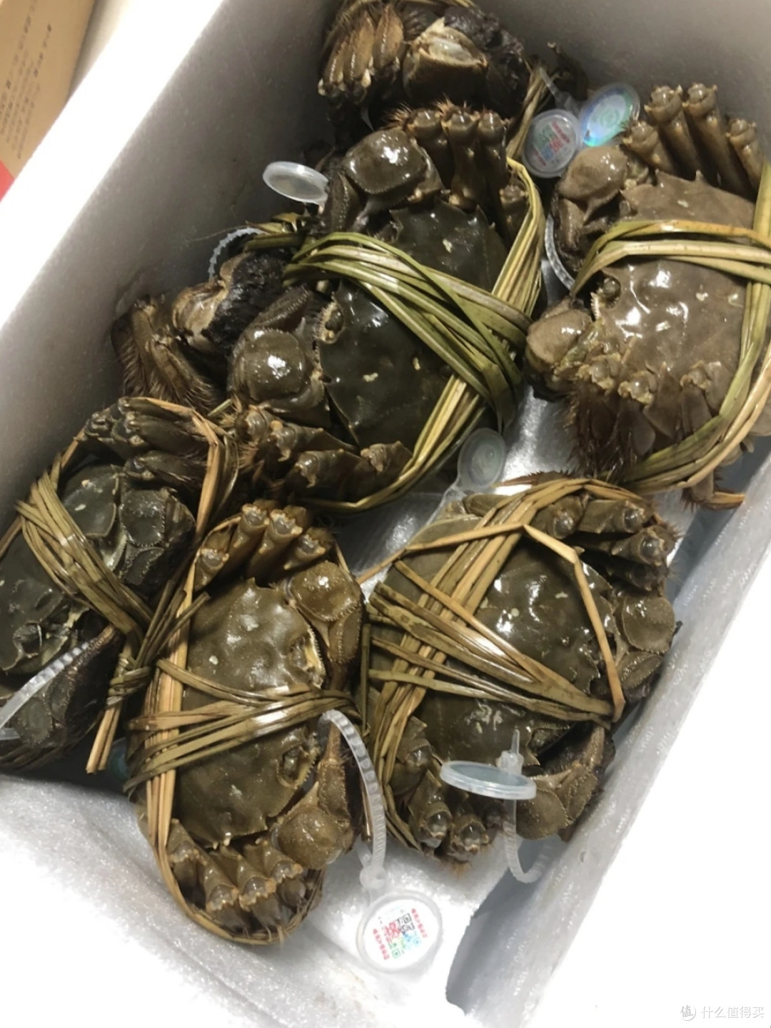 苏状元阳澄湖大闸蟹,真不错