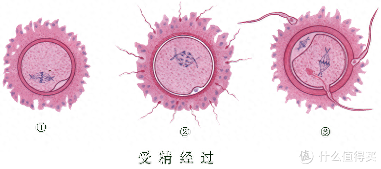 单卵双胞胎和异卵双胞胎有什么不同？