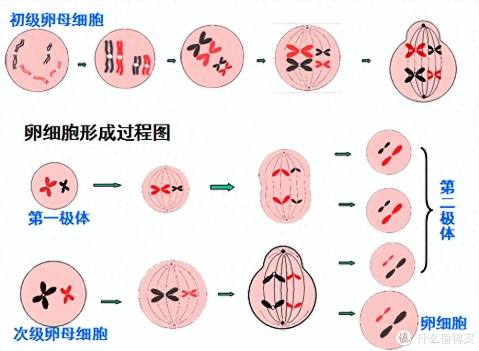 单卵双胞胎和异卵双胞胎有什么不同？