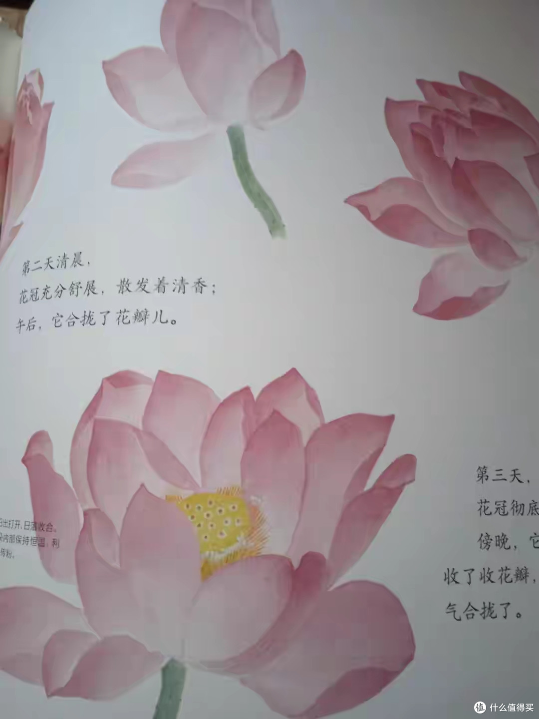 跟着莲子走过四季,遇见最美中国风