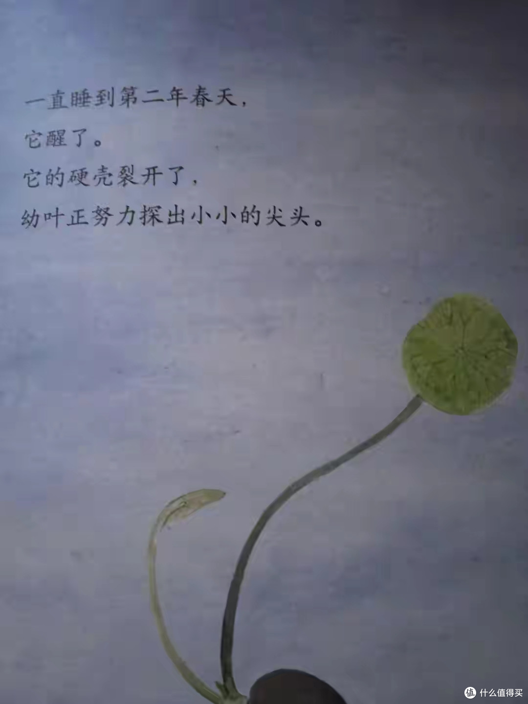 跟着莲子走过四季,遇见最美中国风