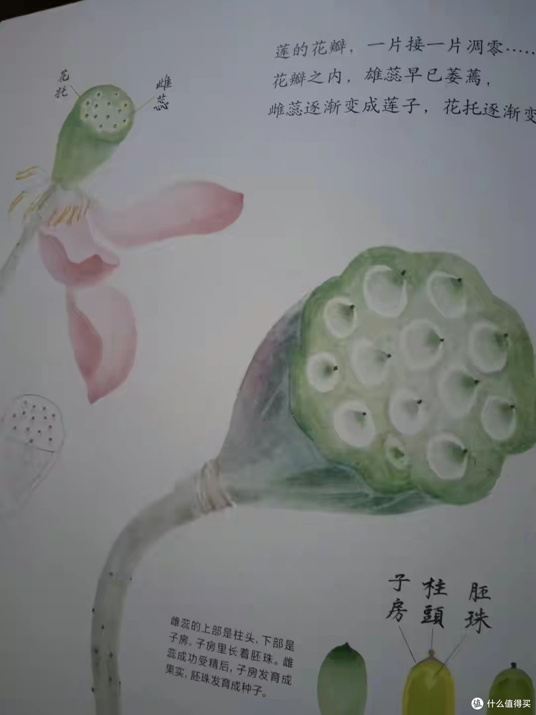 跟着莲子走过四季,遇见最美中国风