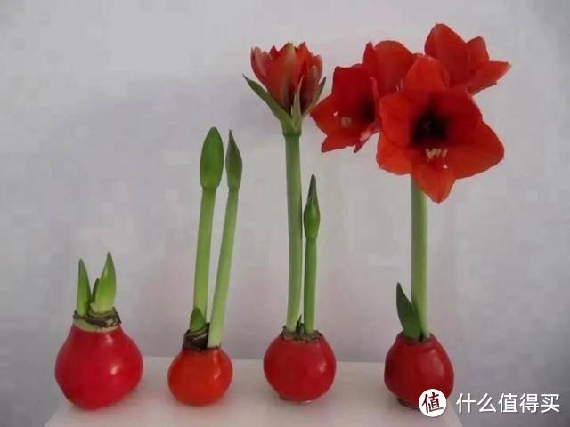 3种网红花，一般人养不好，都是商家在“割韭菜”，新手躲远些