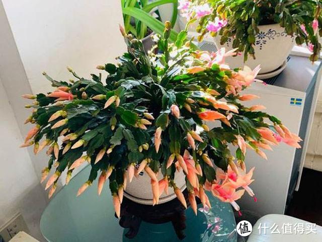 温度还没降，7种花要“停水”，不能乱浇，可能会要了它们的命