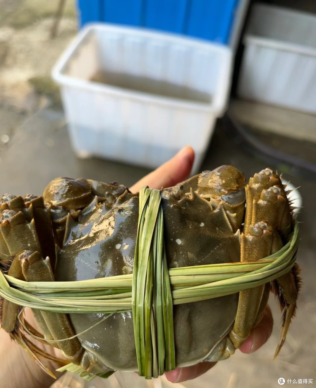 金秋九月蟹逅你