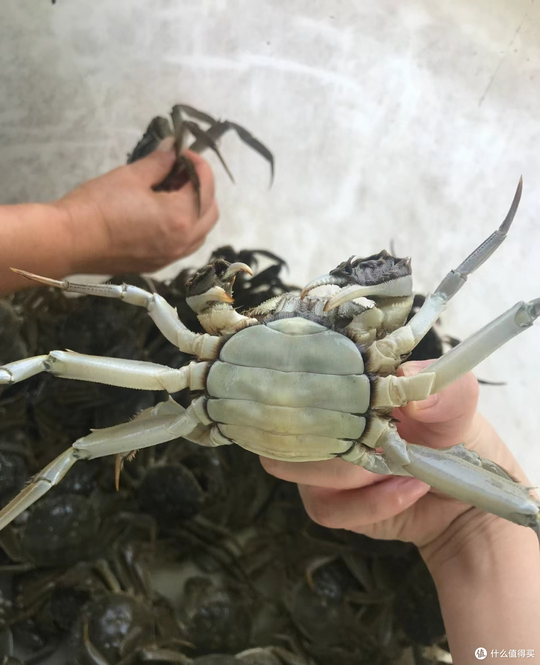 金秋九月蟹逅你