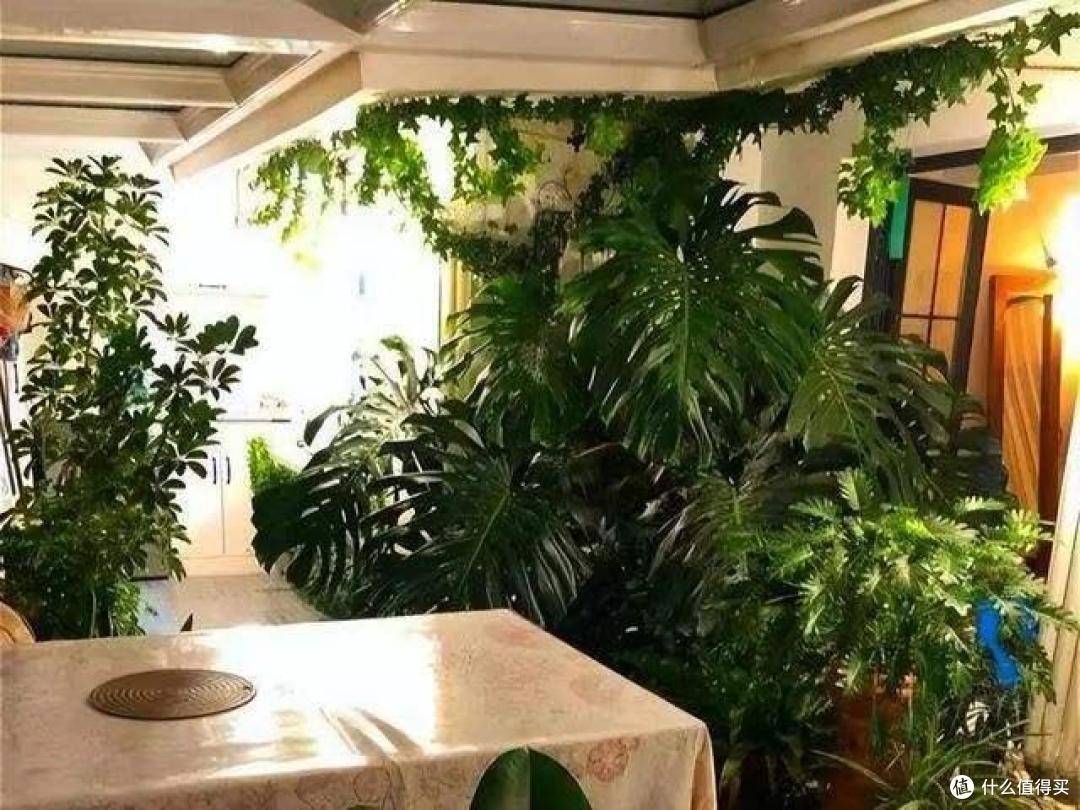 制氧能力超强的6种绿植,不爱养也该在家中养一株,对健康有益