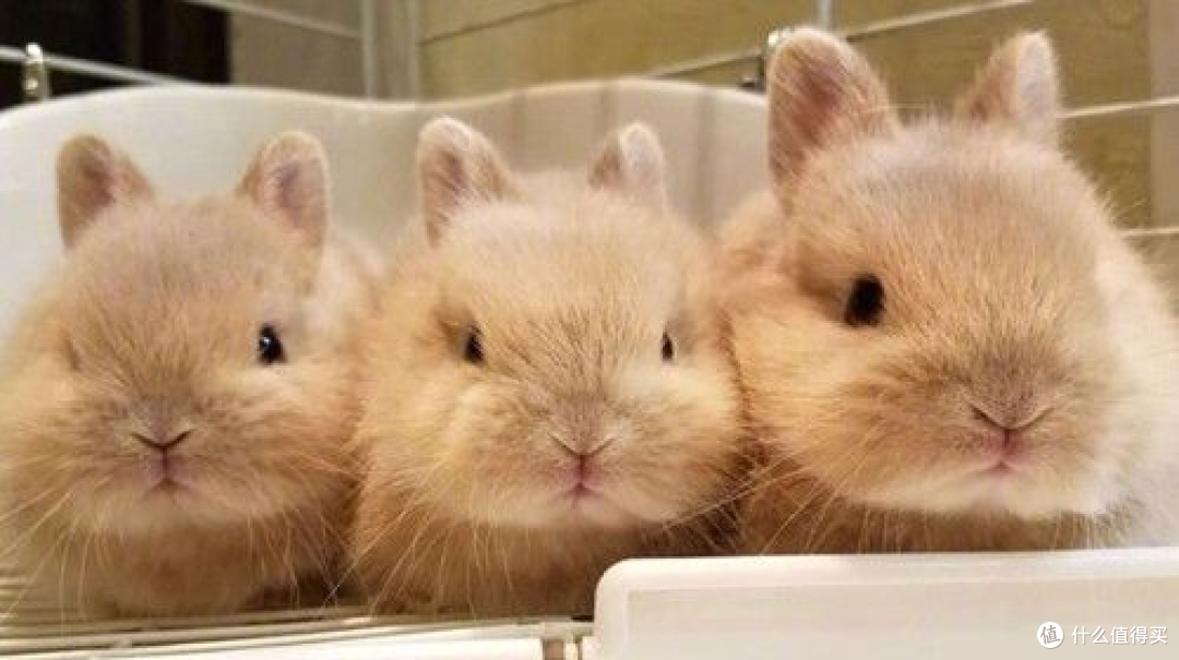 不想养猫狗冷门宠物可以了解一下