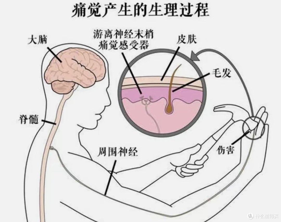 螃蟹会不会觉得痛？大闸蟹大分享