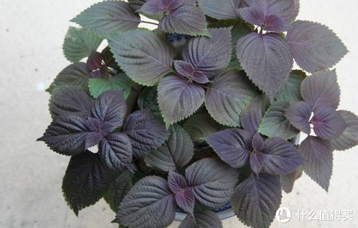 阳台也可以养紫苏，用一种方法养，不仅长得茂盛，来年繁殖更多