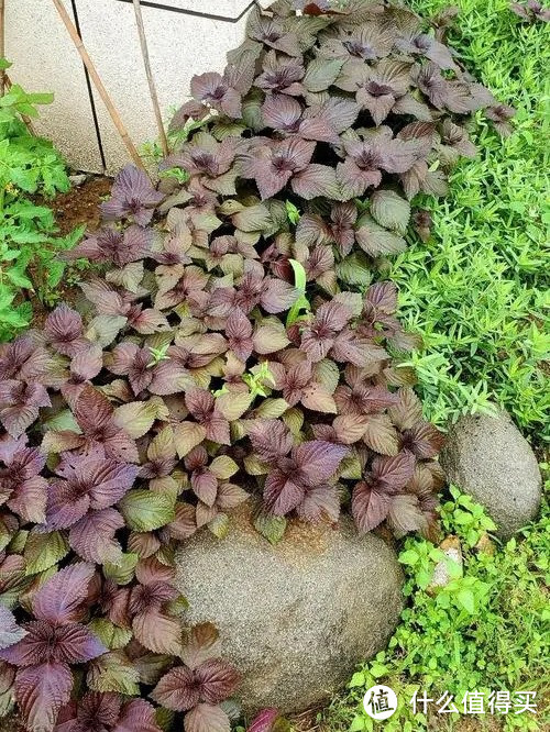 阳台也可以养紫苏，用一种方法养，不仅长得茂盛，来年繁殖更多