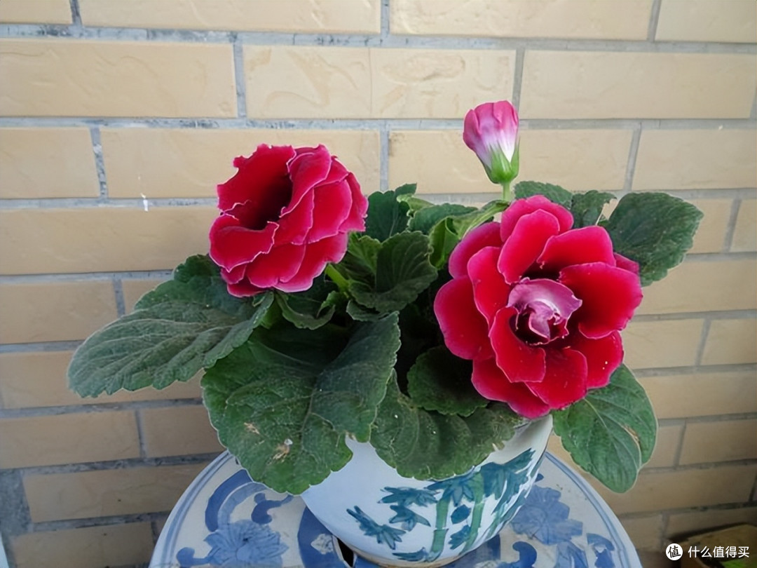 3种喜阴花,放到北阳台去养它,少晒太阳多通风,花势旺盛人人爱
