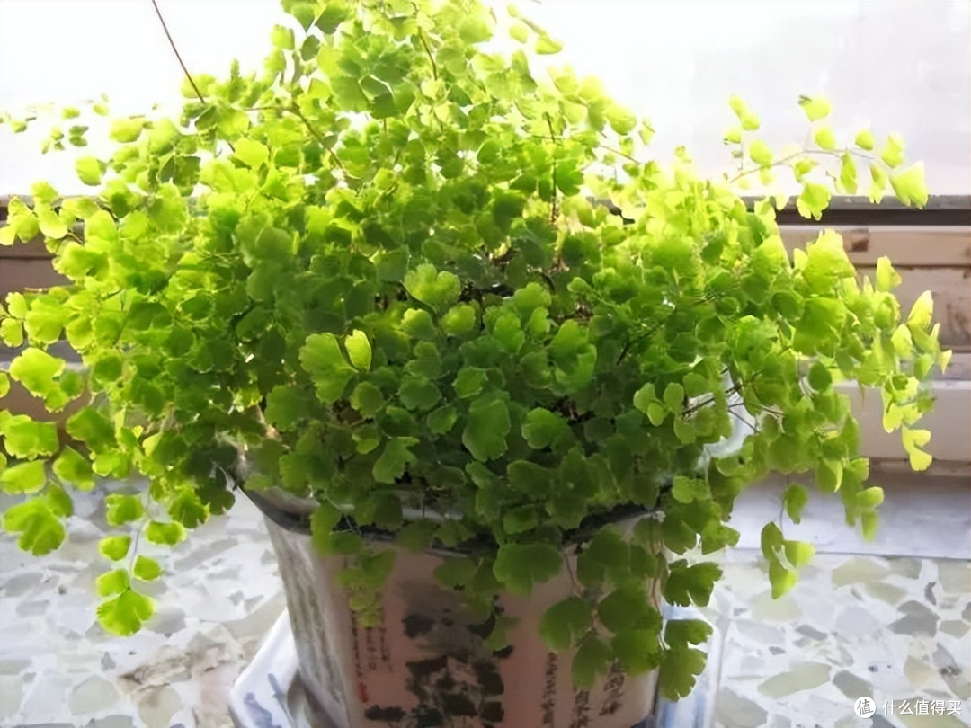 3种喜阴花,放到北阳台去养它,少晒太阳多通风,花势旺盛人人爱