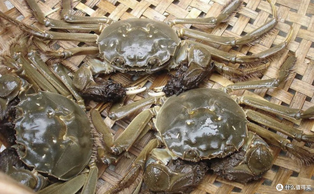中国地大物博,品种繁多任你选!_蟹类_什么值得买