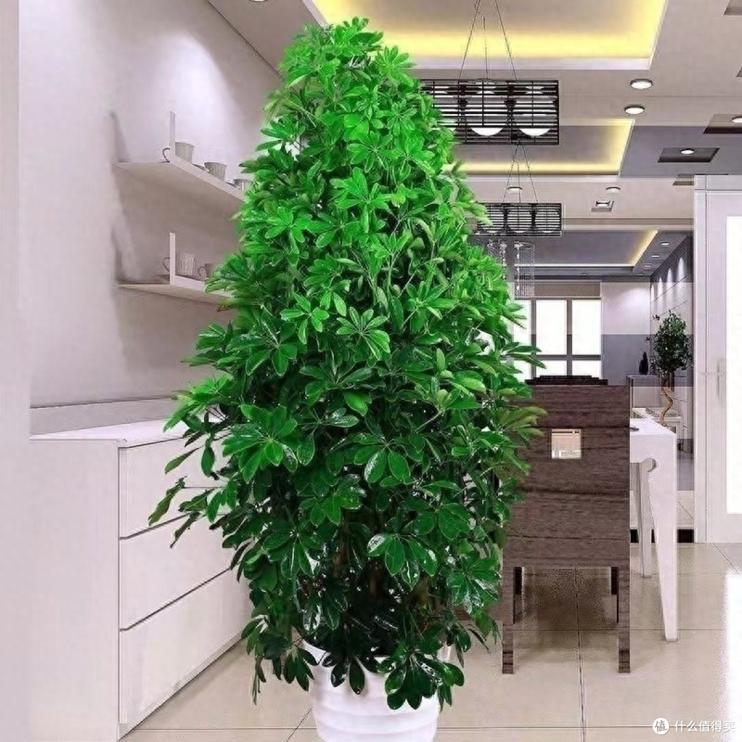 招财树怎么养?记住“4点”,枝叶繁茂四季翠绿,家中财运旺