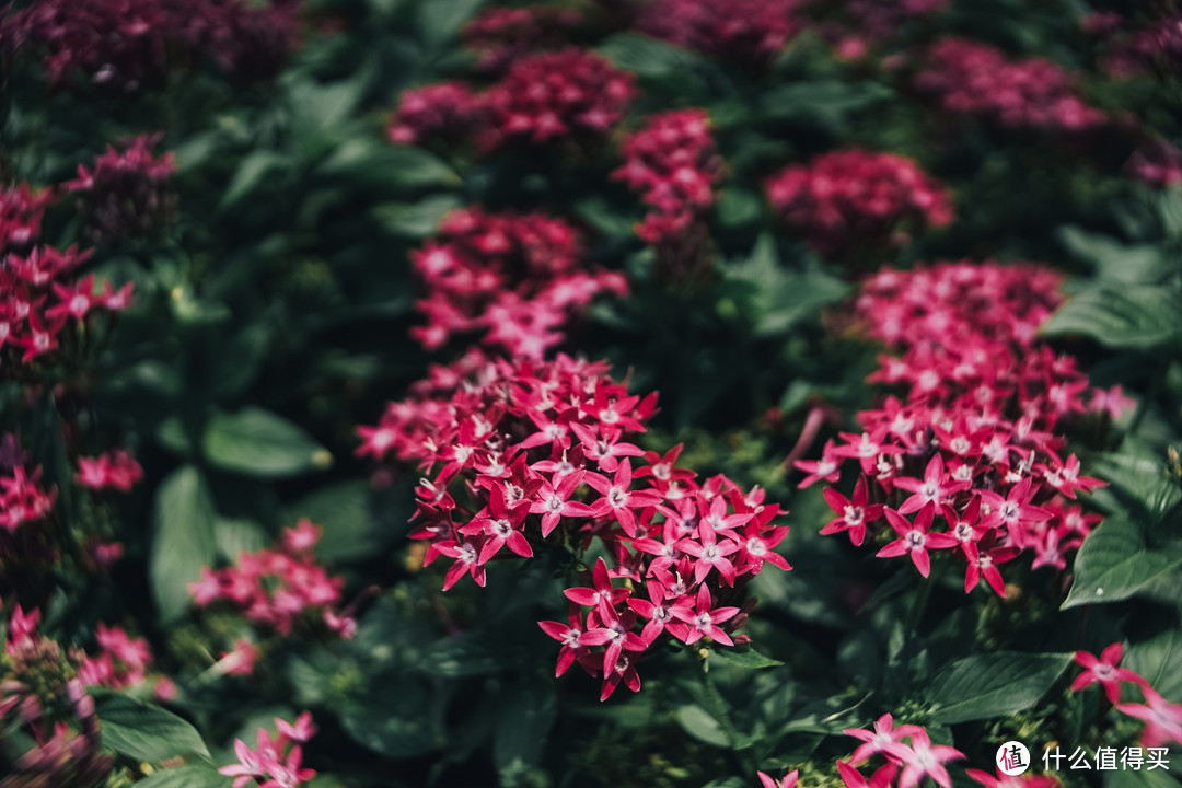 梦幻大光圈 七工匠25mm f0.95 镜头 体验报告