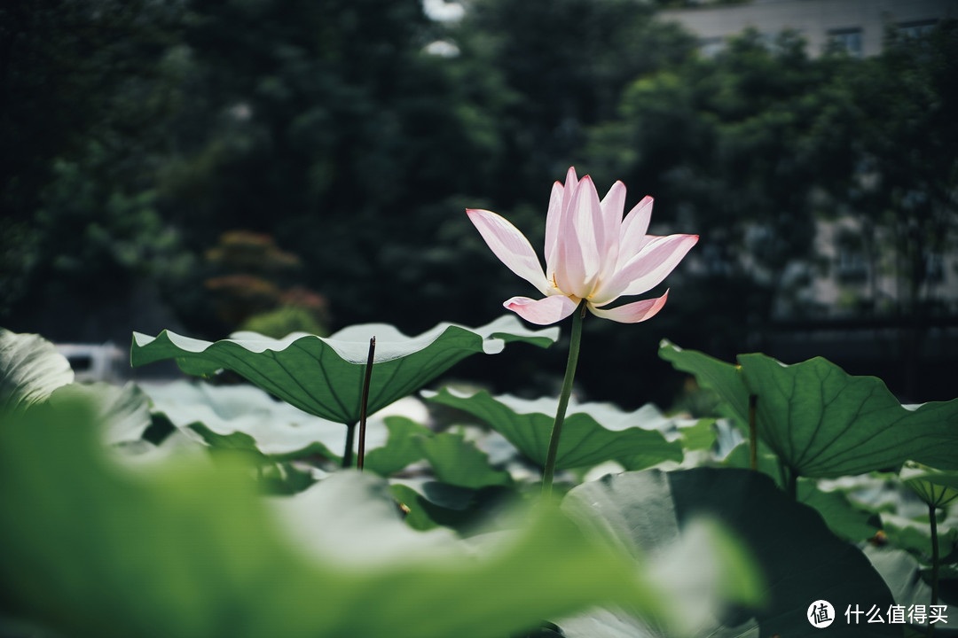 梦幻大光圈 七工匠25mm f0.95 镜头 体验报告