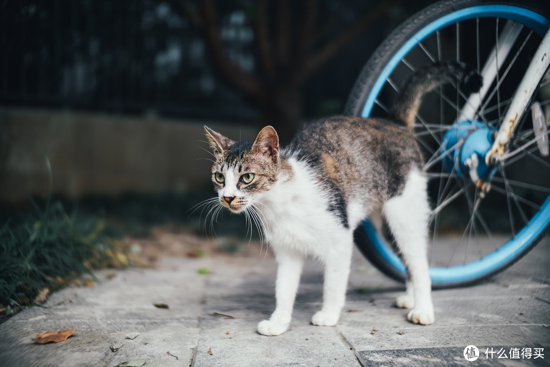 梦幻大光圈 七工匠25mm f0.95 镜头 体验报告