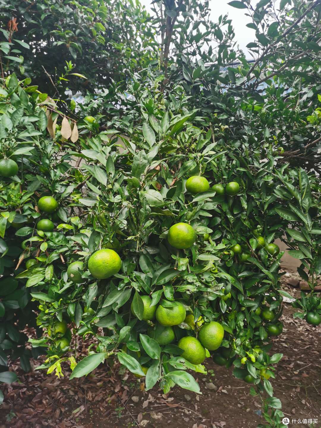 月饼,月饼,你最喜欢哪一款呢?