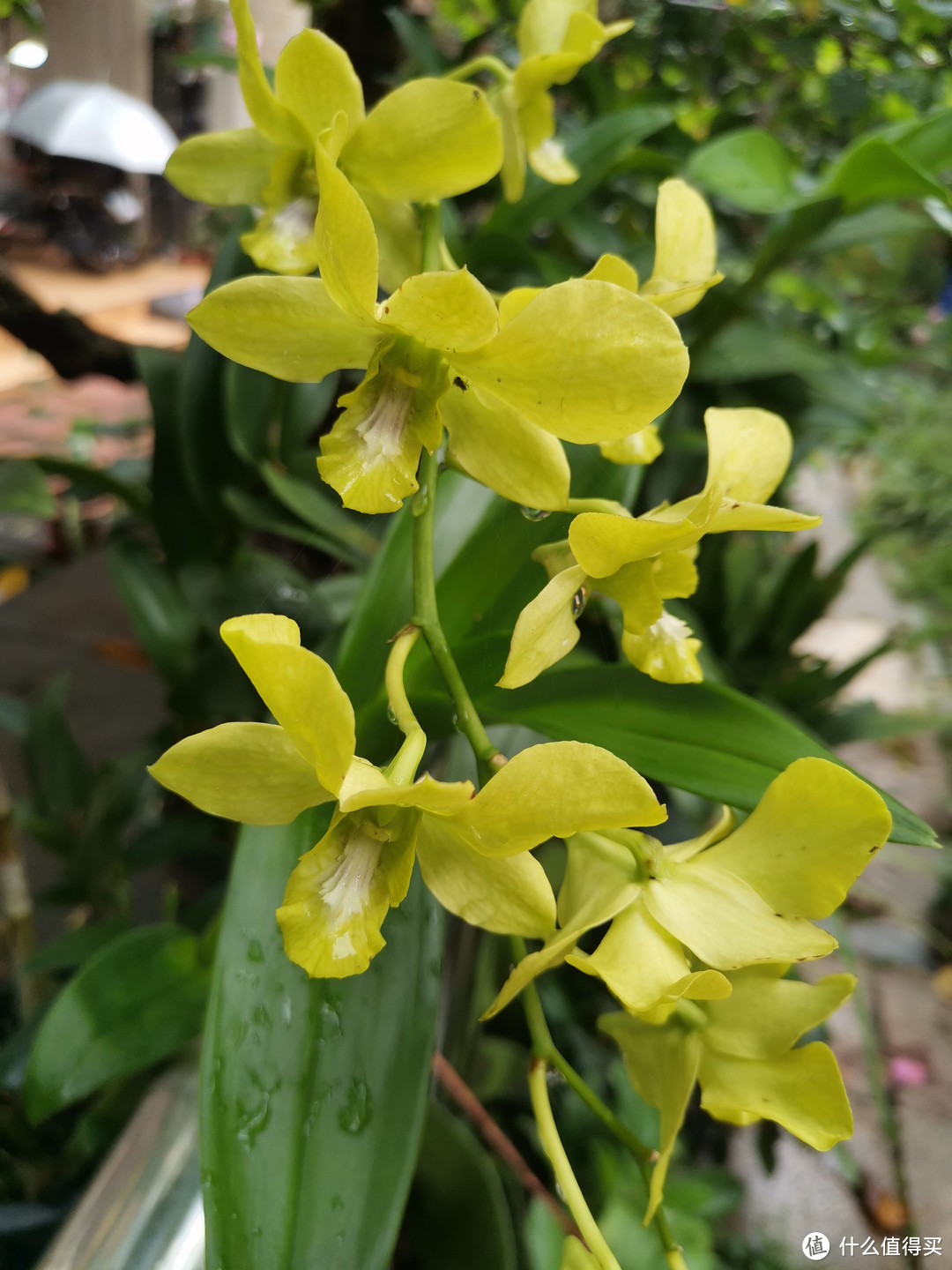 晒一下在夏日院子里面的皮实好花儿-4