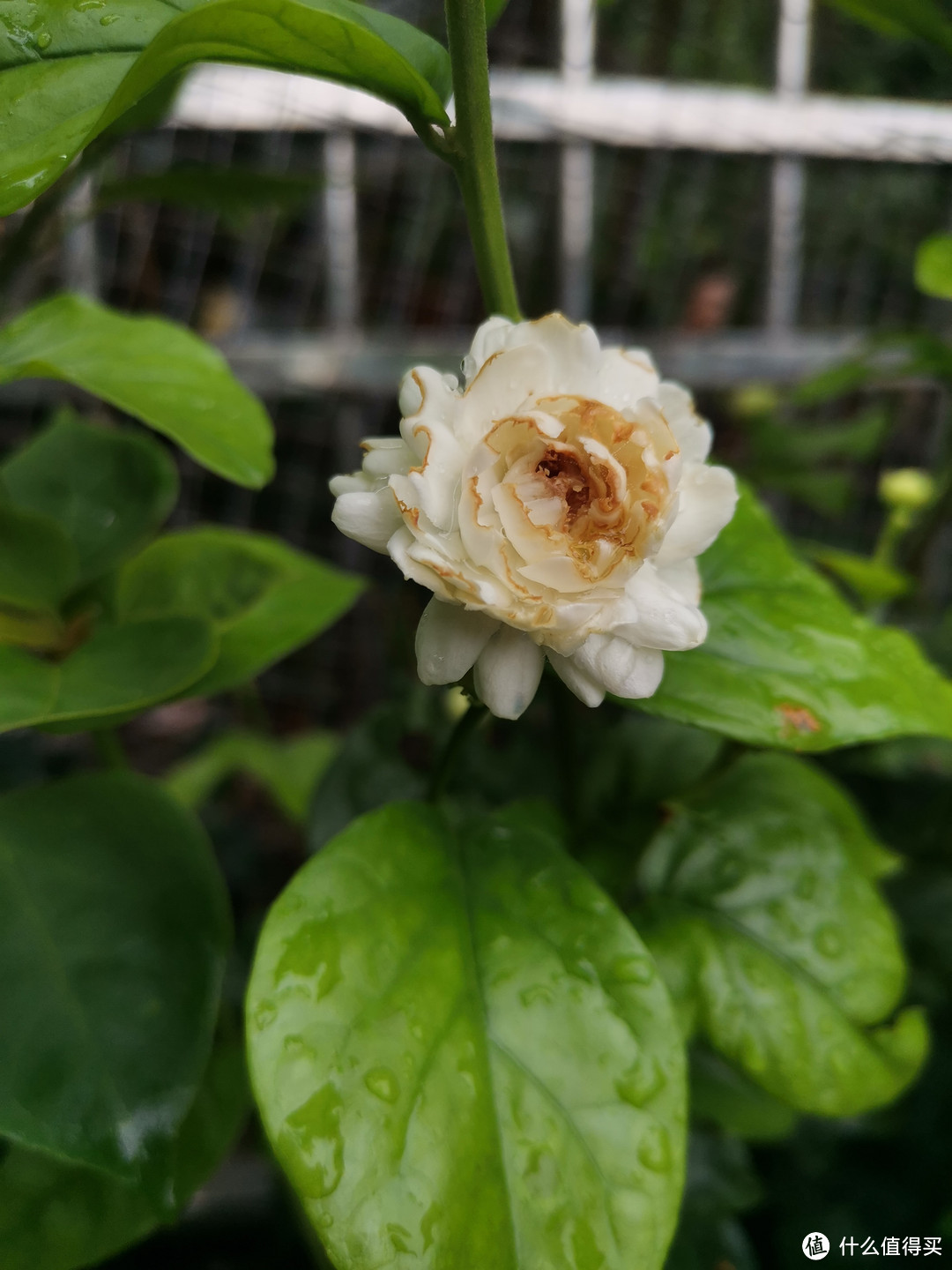 晒一下在夏日院子里面的皮实好花儿-4