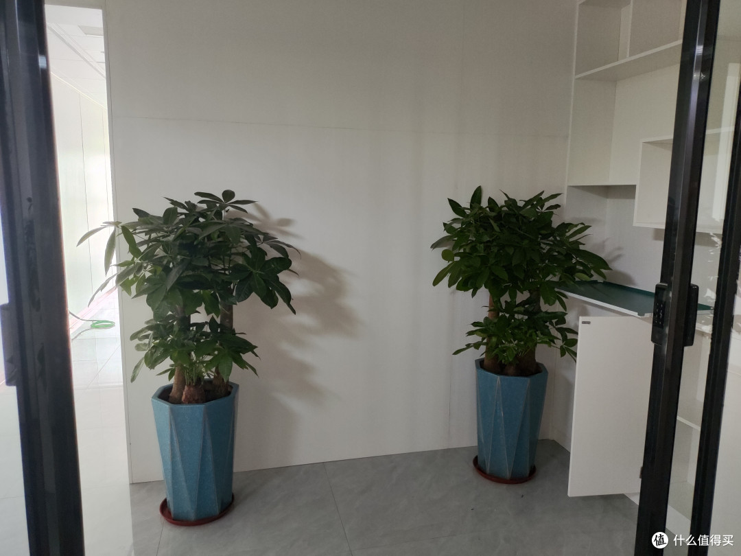 买了两盆发财树,不知道能不能发财,一颗颗圆圆的是化肥吗?