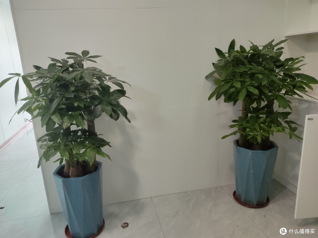 买了两盆发财树,不知道能不能发财,一颗颗圆圆的是化肥吗?
