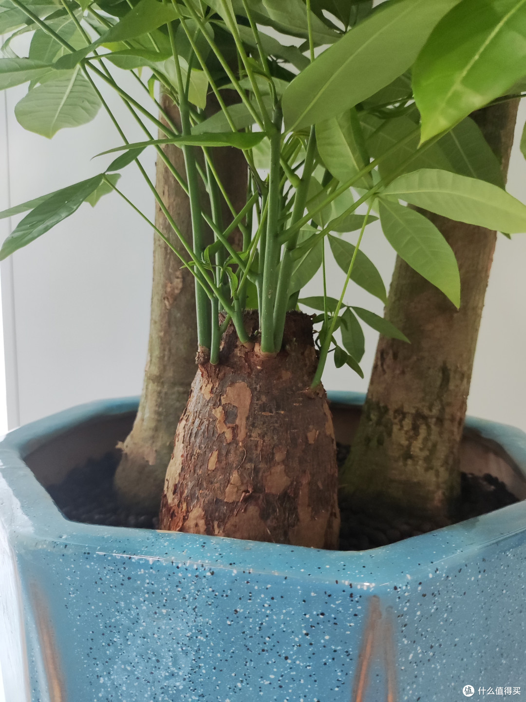 买了两盆发财树,不知道能不能发财,一颗颗圆圆的是化肥吗?
