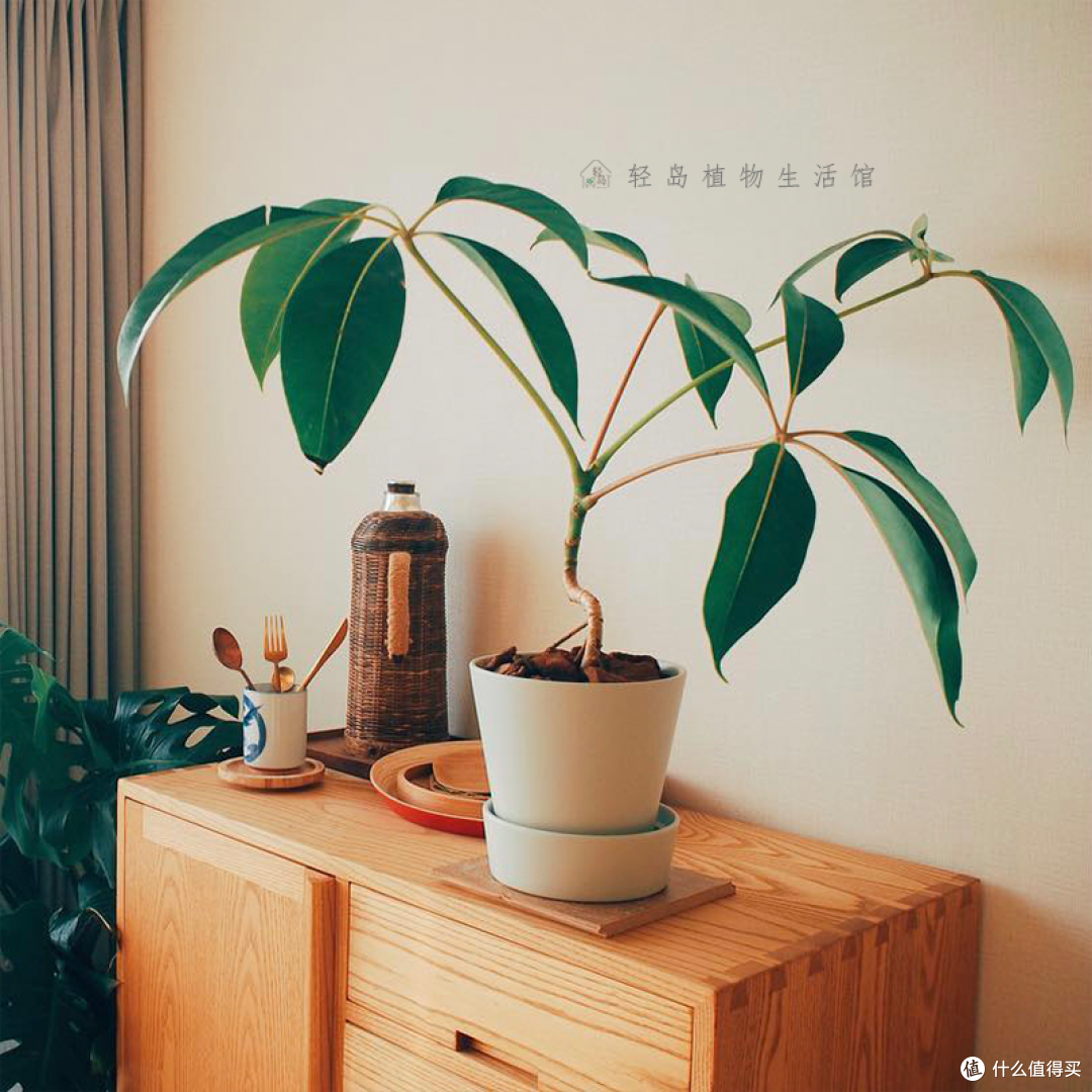 你会选择办公室绿植吗?什么样的绿植是你的首选?