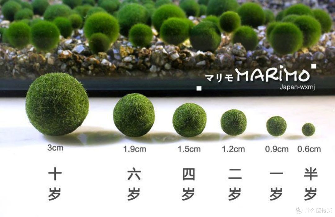 你会选择办公室绿植吗?什么样的绿植是你的首选?