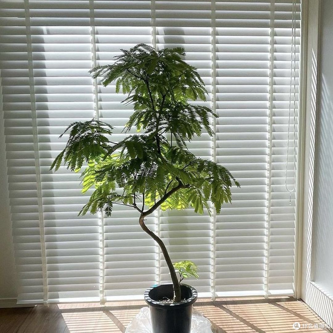 你会选择办公室绿植吗?什么样的绿植是你的首选?