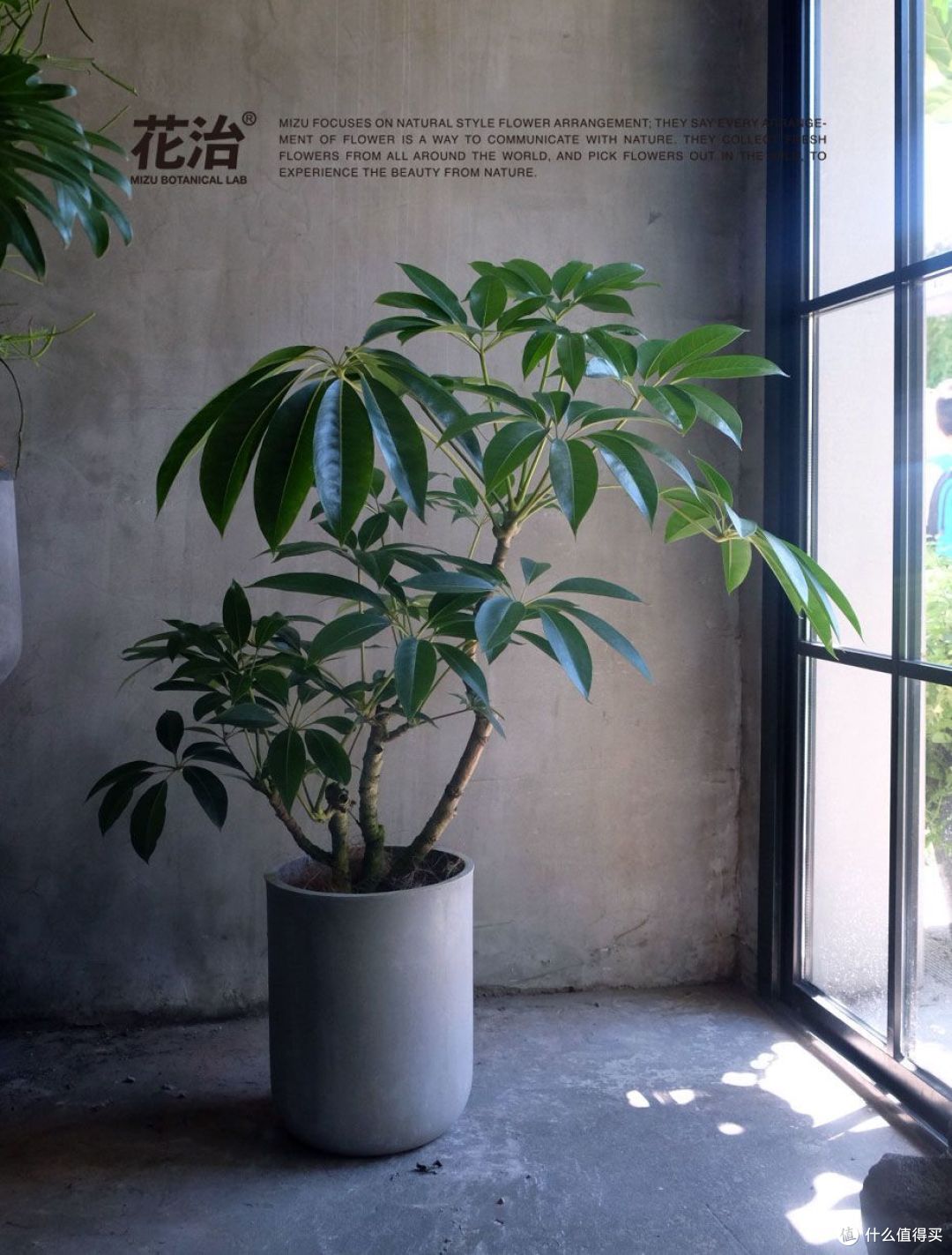 你会选择办公室绿植吗?什么样的绿植是你的首选?