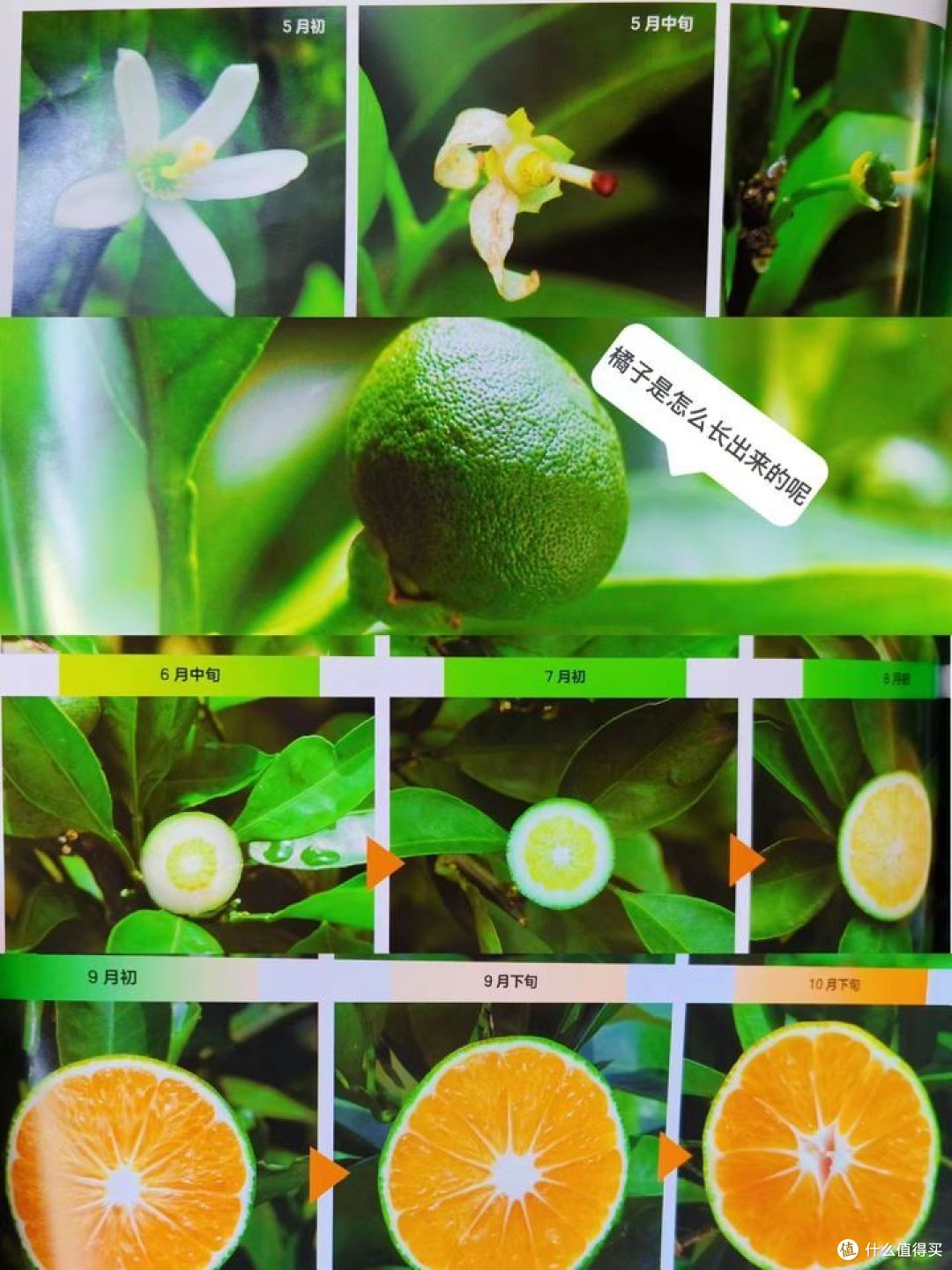 发现一套好看又好玩的儿童读物,快来看看吧!