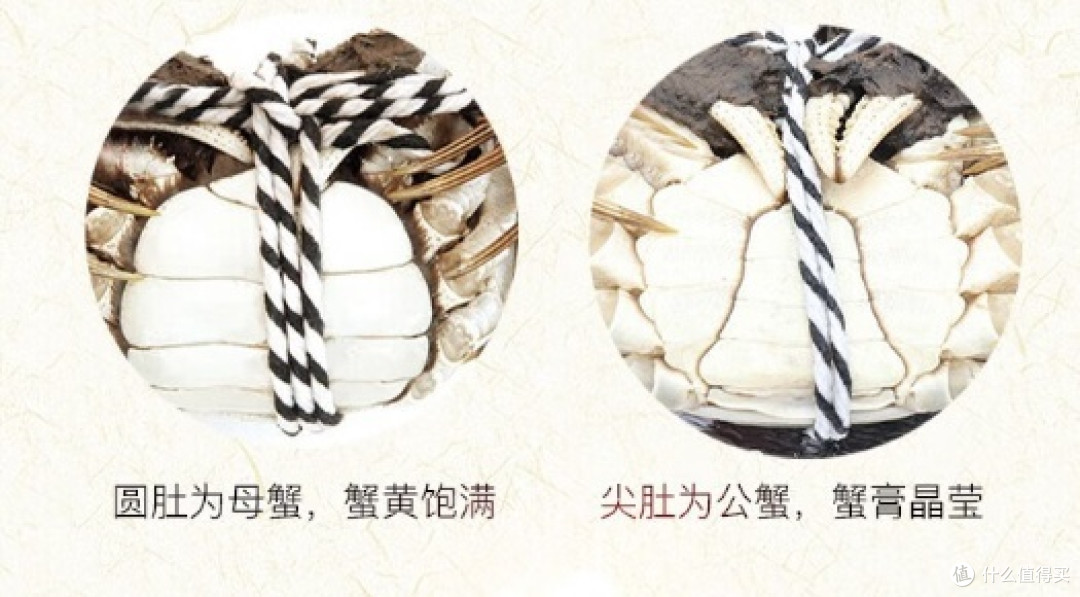 金秋九月吃螃蟹——畅享大闸蟹的美味