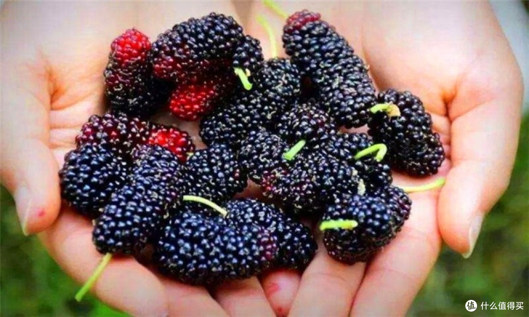 孕妇能吃桑葚吗?知道了这5个好处,孕妇还在考虑能不能吃就亏了