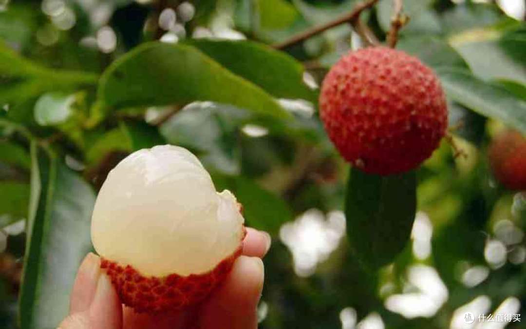 怀孕可以吃荔枝不？荔枝虽好也要记得:孕期荔枝5不吃