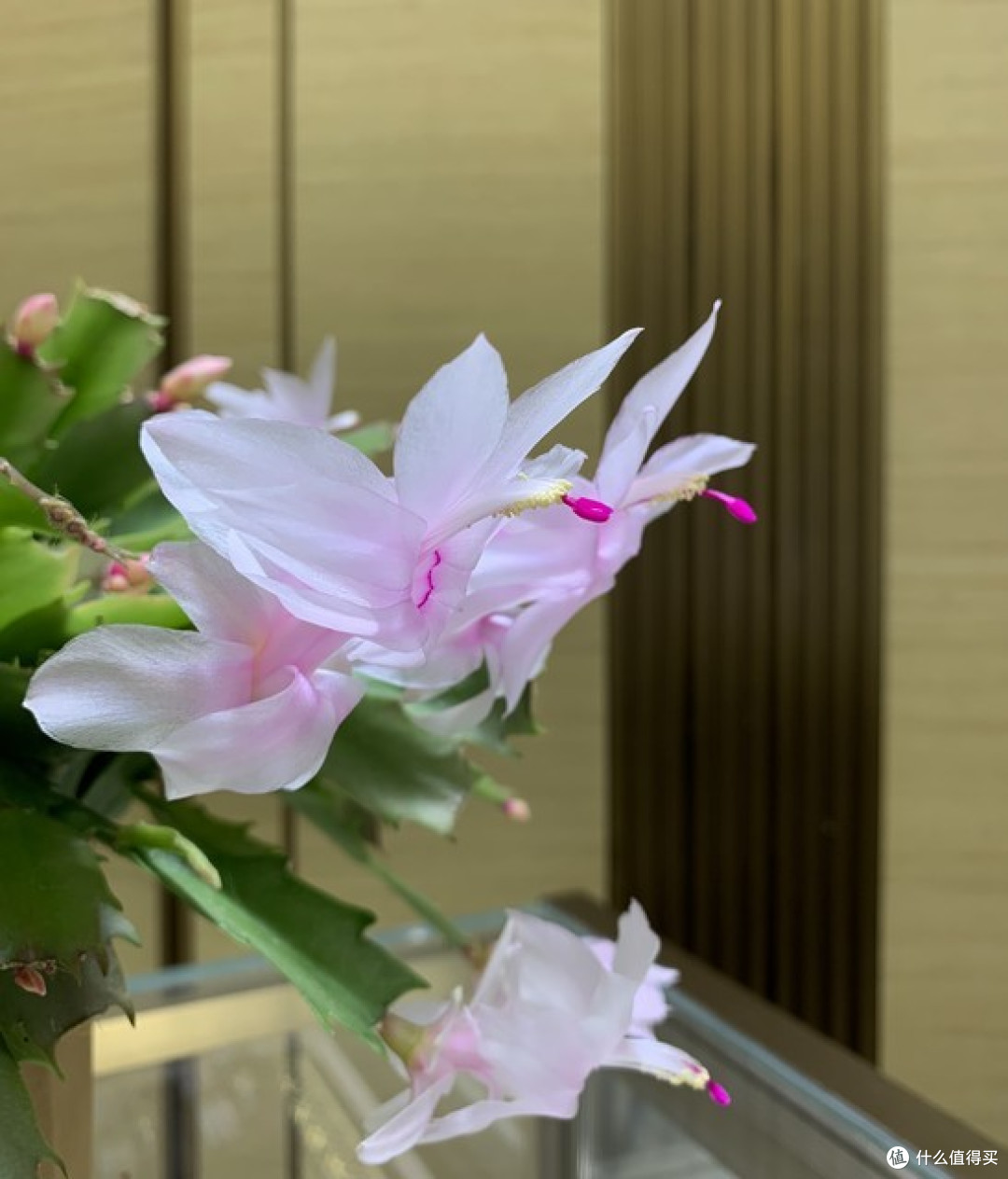 9月份以后，蟹爪兰太“饿”了，盆里埋点“4种肥”，花苞蹿得快