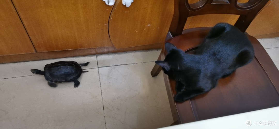 乌龟可以吃猫粮吗?来看看我家喜欢吃猫粮的南石龟
