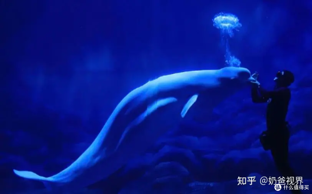 带小朋友去海洋馆时,你会怎么引导他观察海洋生物而不感到无聊?