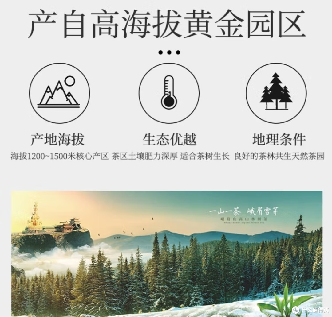 今日份绿茶介绍2——峨眉毛峰