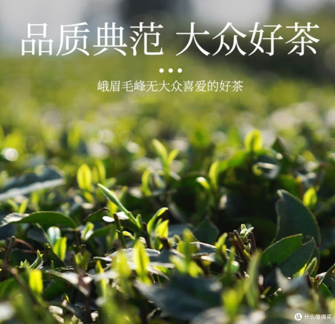今日份绿茶介绍2——峨眉毛峰