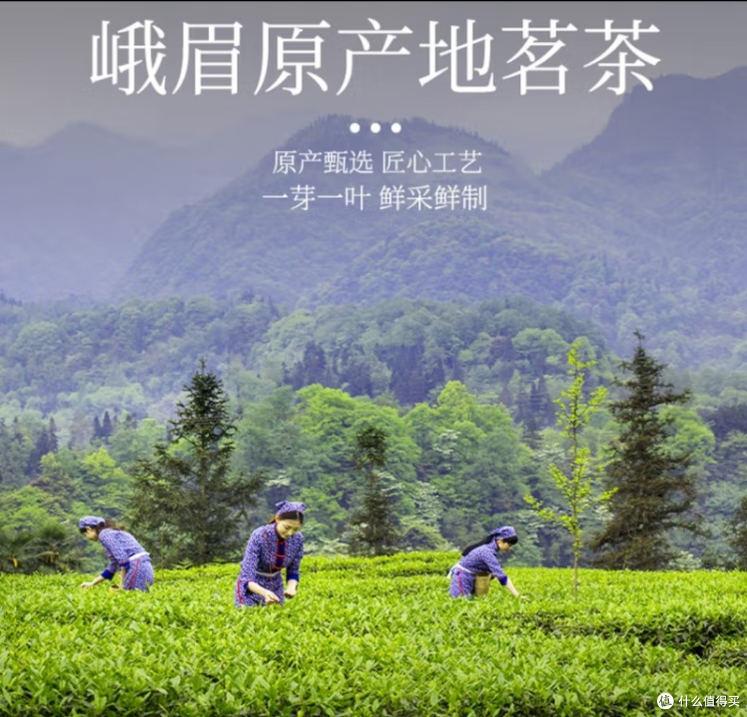 今日份绿茶介绍2——峨眉毛峰