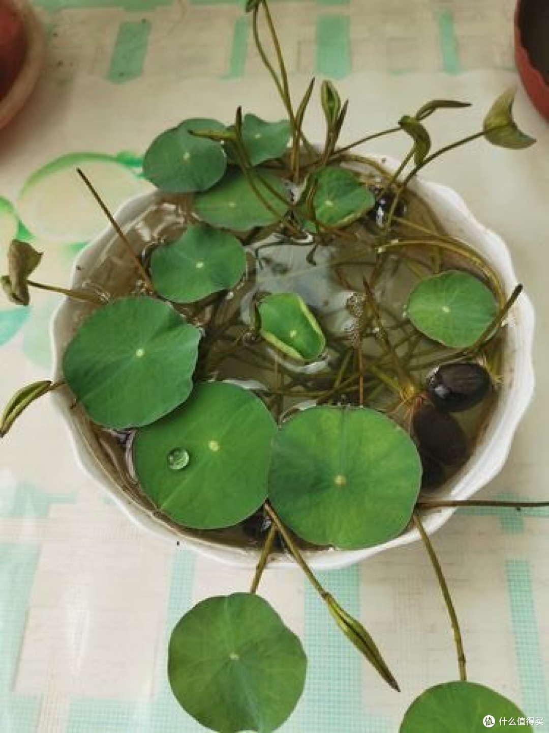 碗莲的养殖方法和注意事项