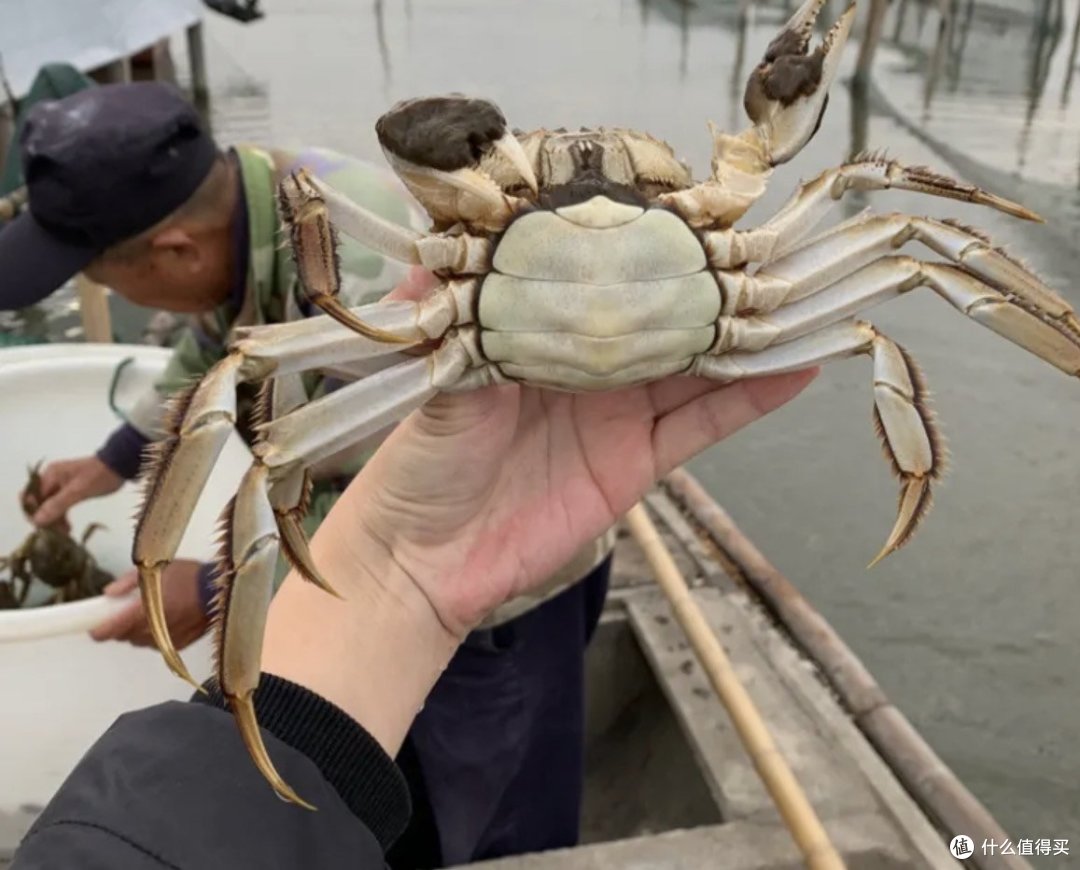 中秋怎么缺了大闸蟹