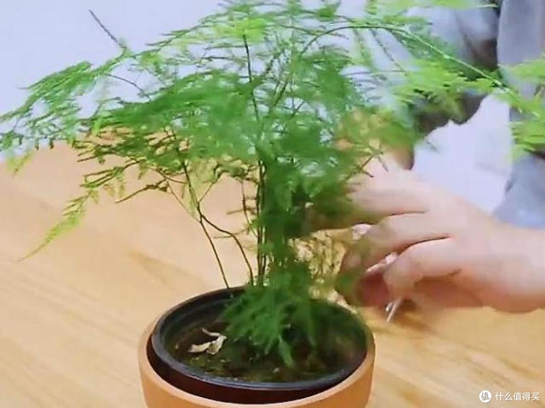 文竹天天黄叶不用愁,就这5个原因造成的,中了1个都很难养好
