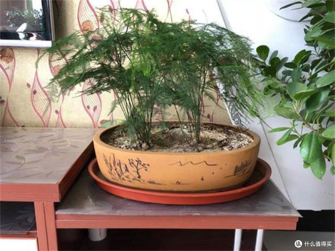 文竹天天黄叶不用愁,就这5个原因造成的,中了1个都很难养好