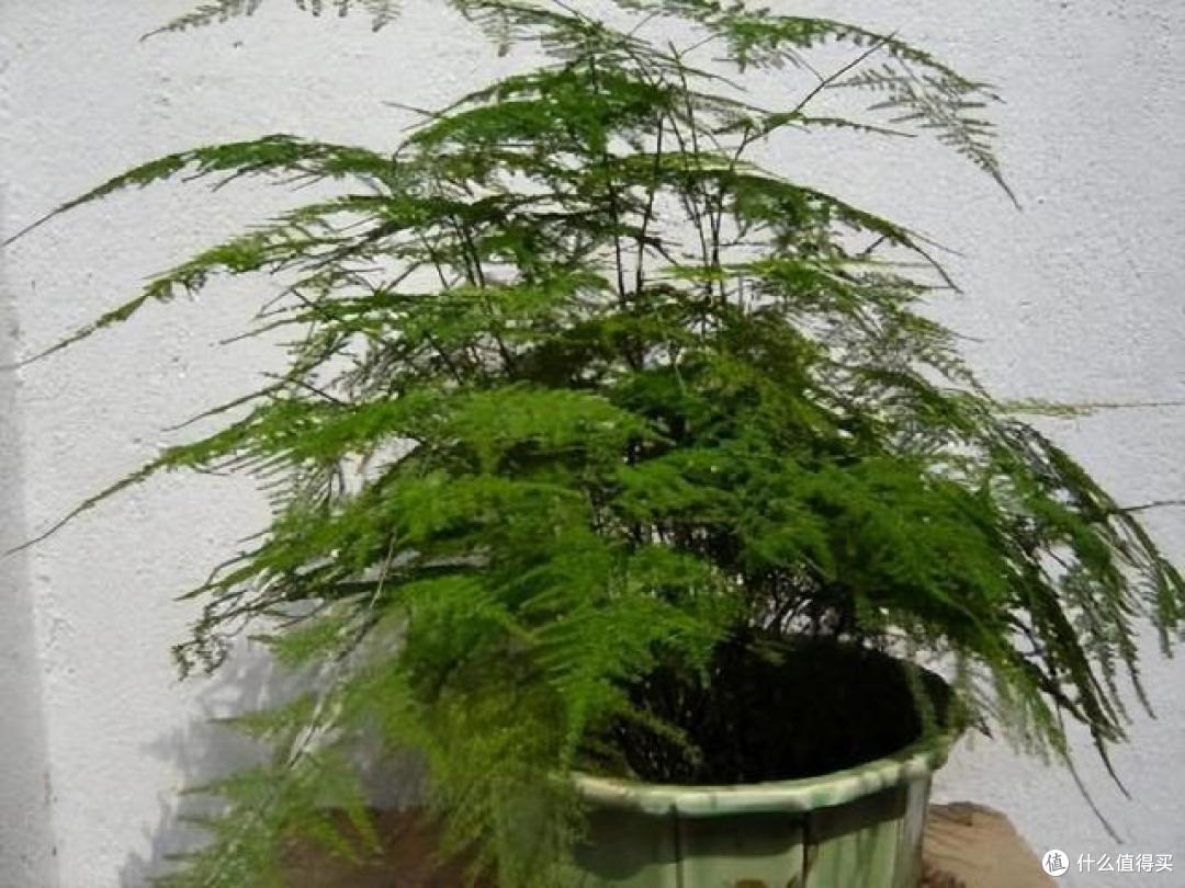 文竹天天黄叶不用愁,就这5个原因造成的,中了1个都很难养好