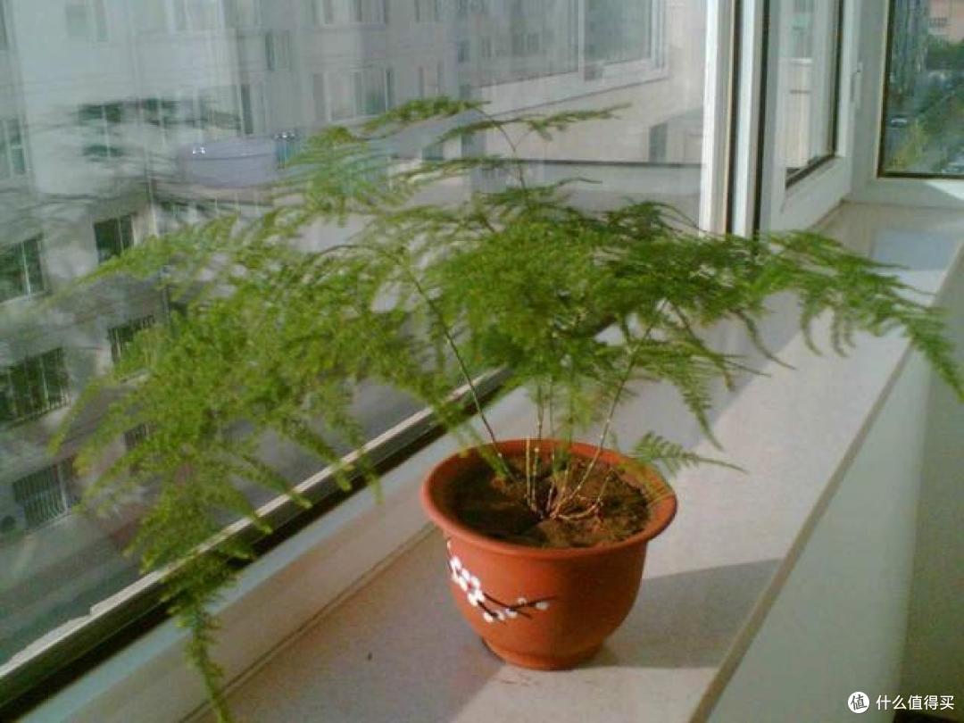 文竹天天黄叶不用愁,就这5个原因造成的,中了1个都很难养好